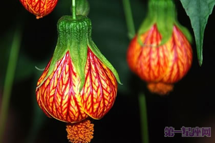 代表感恩的花語(yǔ)？什么花代表感恩！