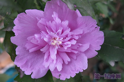 韓國的國花是什么花？木槿花