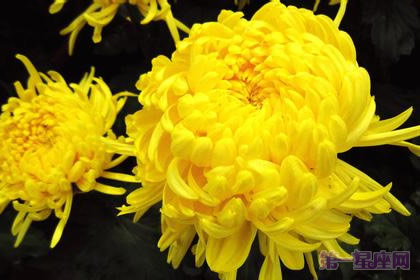 世界四大切花：月季、菊花、香石竹、唐菖蒲