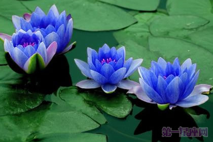 藍色睡蓮的花語是什么？