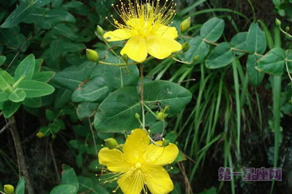 6月24日花語：小連翹，生日花語指導(dǎo)
