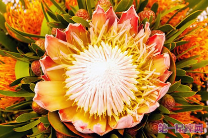 帝王花的花語：勝利、圓滿