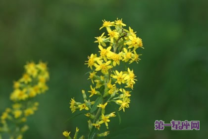 花語：秋麒麟草，生日花語孤獨