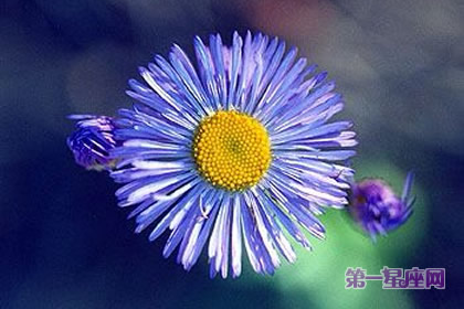 花語：藍色法利敏，生日花語迅速