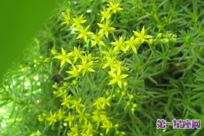 6月29日花語：佛甲草，生日花語韻律感