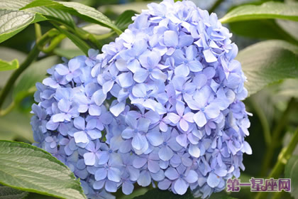 解析：紫陽花花語是背叛嗎？