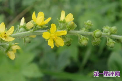 7月1日花語：西洋龍芽草，生日花語撒嬌