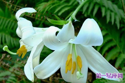 7月2日花語(yǔ)：圣母百合花，生日花語(yǔ)清純