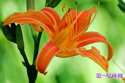 7月4日花語：一日百合花，生日花語激情