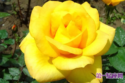 7月5日花語：奧地利石南玫瑰，生日花語起源