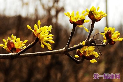 茱萸花語：富貴吉祥