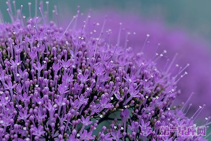 不常見的花與花語：夕霧花語