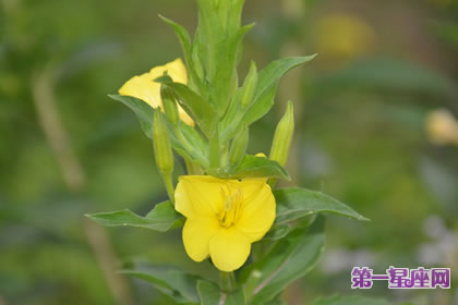 7月8日花語：待霄草，生日花語夜行性