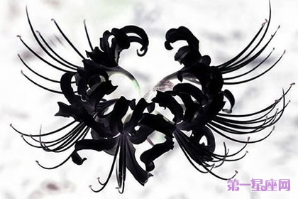 詳解：黑色彼岸花的花語是什么？