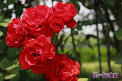 紅色月季花語：是純潔的愛嗎？