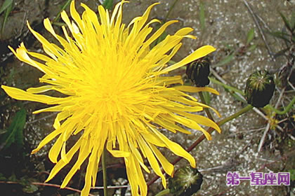 7月9日花語：沼澤薊，生日花語支持
