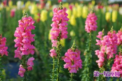 7月10日花語：金魚草，生日花語偽裝