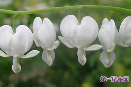 7月11日花語：白蔓荷包牡丹，生日花語嘲諷般的笑容