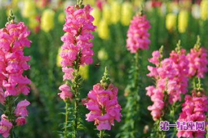 7月12日花語：金魚草，生日花語具利用價(jià)值