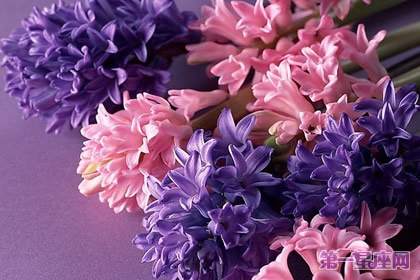 花語大全：春天花的花語