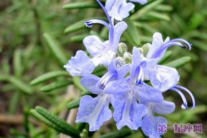 花語大全：秋天花的花語