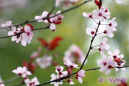 花語大全：冬天花的花語