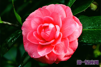 花語大全：冬天花的花語
