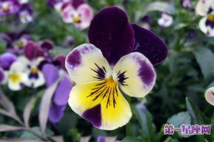 7月16日花語：大型三色蓳，生日花語束縛