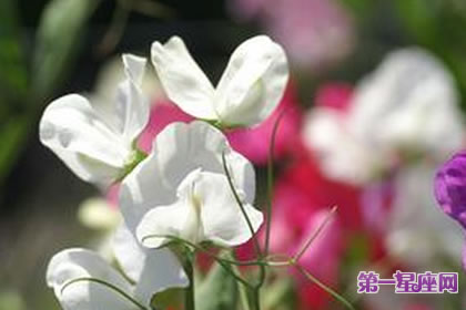 7月17日花語：香碗豆，生日花語刺激