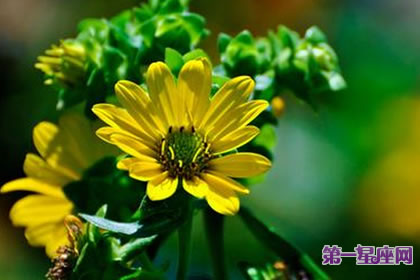 7月18日花語：春菊，生日花語艷麗