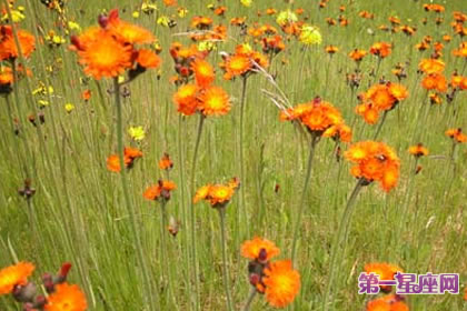 7月19日花語：橘色的山柳蘭，生日花語獨具慧眼