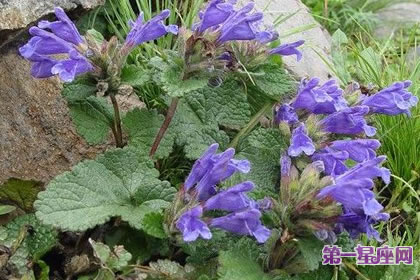 7月20日花語：青蘭，生日花語順從