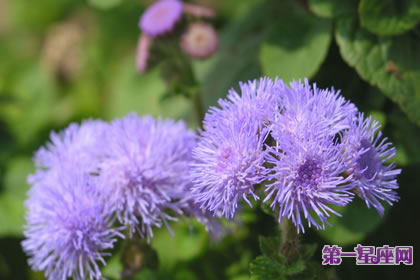 7月23日花語：西洋山蘿卜，生日花語水邊