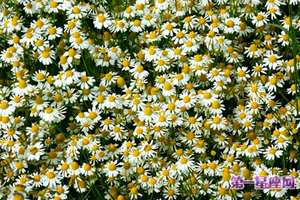 7月26日花語：德國甘菊，生日花語長壽