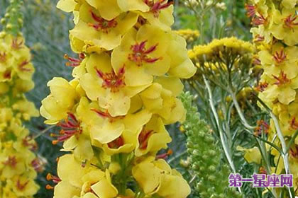 7月31日花語：大毛蕊花，生日花語信念