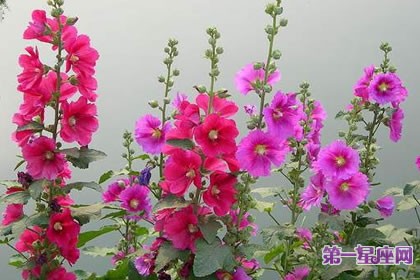 8月3日花語：蜀葵，生日花語夢