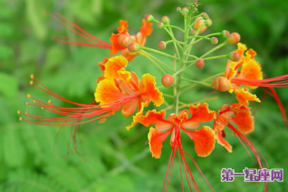 8月7日花語：金鳳花，生日花語逃亡