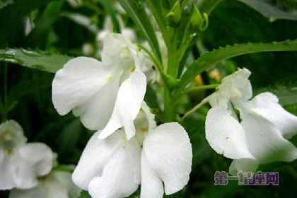 8月10日花語：鳳仙花，生日花語野丫頭