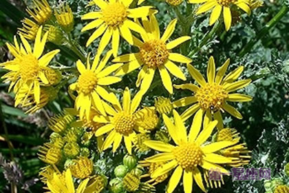 8月13日生日花：澤菊，生日花語隱居