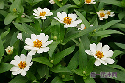 8月14日生日花：百日菊，生日花語興奮
