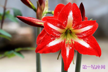 8月16日生日花：孤挺花，生日花語體質虛羽