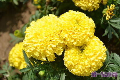 8月18日花語：萬壽菊，生日花語健康