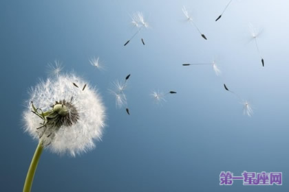 8月18日花語：萬壽菊，生日花語健康