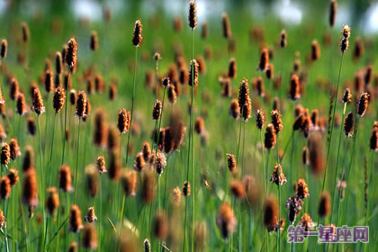 8月22日花語：貓尾草，生日花語恩惠