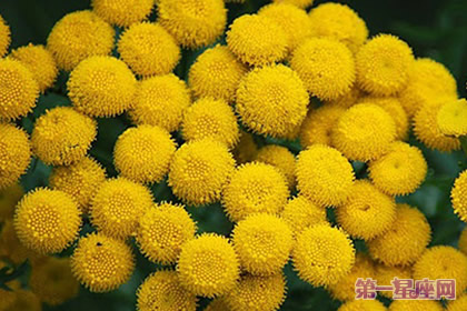 8月23日花語：艾菊，生日花語和藹可親