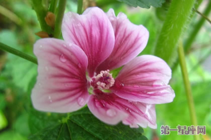 8月29日花語：木劍錦葵，生日花語別撅嘴