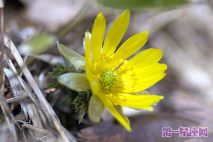 8月31日花語：秋福壽草，生日花語替身