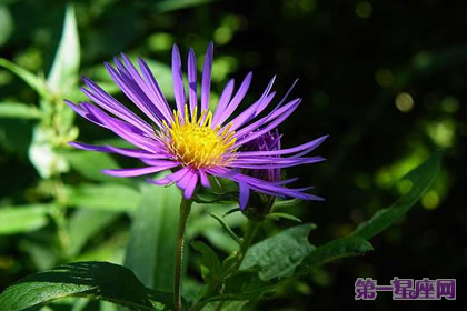 9月3日花語：紫苑，生日花語說謊