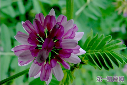 9月4日花語：肥皂花，生日花語凈化