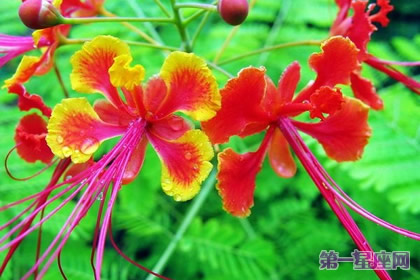 9月7日花語：金鳳花，生日花語逃亡